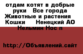 отдам котят в добрые руки - Все города Животные и растения » Кошки   . Ненецкий АО,Нельмин Нос п.